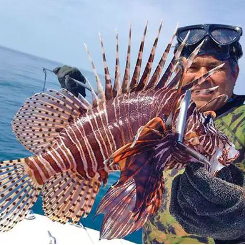 Insieme Di Vettore Del Pesce Predatore: Martello Dello Squalo, Dell - Foto 9